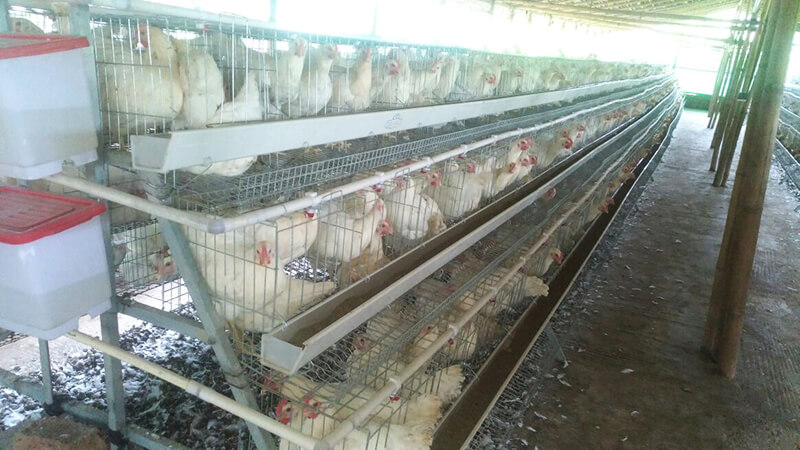 small poultry farm business